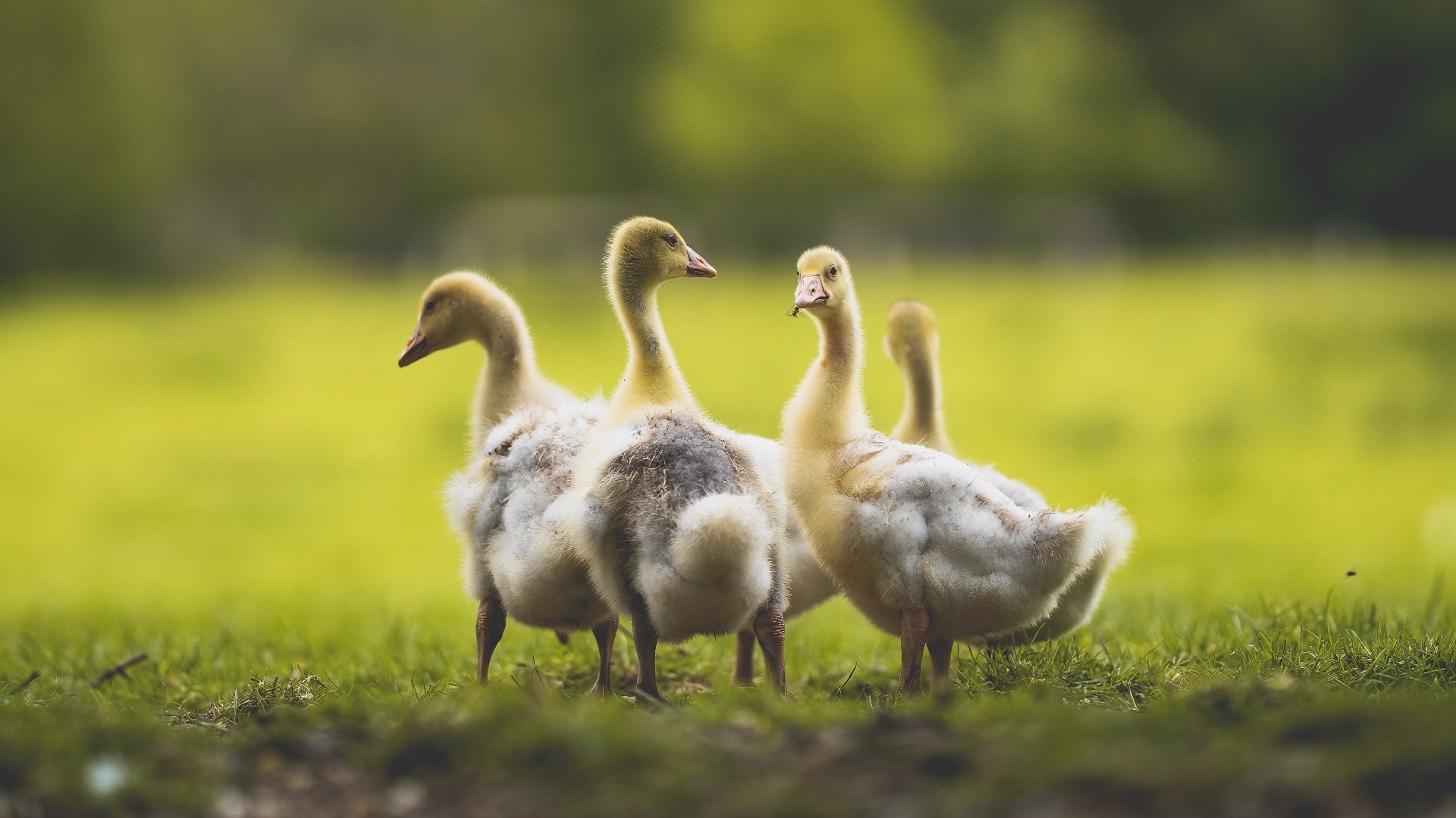 体育医疗研究所启动肌肉疲劳模型建档工程，肌肉疲劳检测仪器
