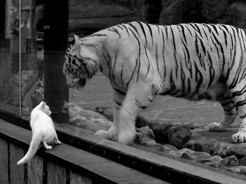 切尔西主场氛围热烈，球迷助威震场，切尔西足球队比赛